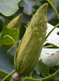 American Tulip Tree